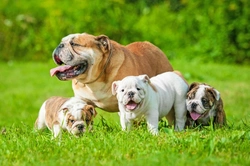 Why English Bulldog Dams May Become Aggressive with Puppies