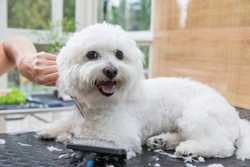 Pros and Cons of Mobile Dog Grooming Services UK 2025