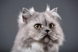 10 Key Facts About Persian Cats Before You Buy