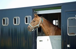 Emergency Horse Travel Essentials: Safety and First Aid Guide