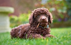 New DNA Test for Osteochondrodysplasia in Miniature Poodles