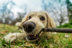 Dog Pheromones: What They Are & Why They Matter