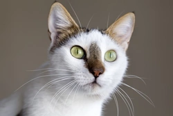 Linfoblastosis en gatos: síntomas, diagnóstico y cuidados