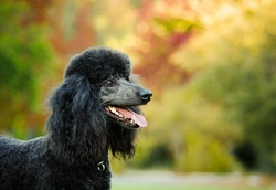 Breed Club Testing for Sebaceous Adenitis: What Dog Owners Need to Know