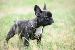 8 Key Facts About the French Bulldog Breed