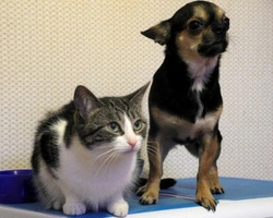 Come creare un annuncio fatto ad arte