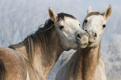 Demystifying Equine Terms: Your Beginner’s Guide