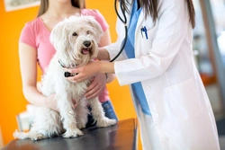 The Real Cost of Vet Care for Dogs and Cats in 2025
