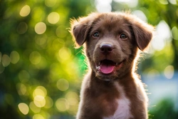 5 Essential Things to Teach Your Puppy From Day One