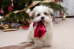5 Most Dangerous Christmas Foods for Dogs in the UK