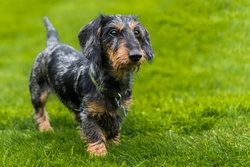 Miniature Dachshund FAQ: Care, Health & Ownership Guide