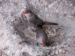 Waxbills in the UK: Care, Species, and Breeding Guide
