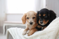 7 Expert Tips for Responsible Care of Two Dogs in the UK 2025
