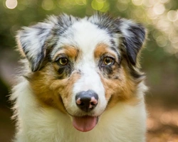 8 Signs Your Dog’s Faeces Reveal About Their Health