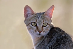 Cat Behaviour: Understanding What Makes Cats Behave Naturally