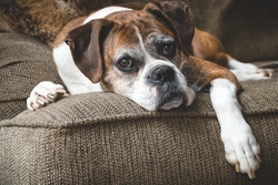 Treating Dog Cancer: Differences Between Chemotherapy & Radiotherapy