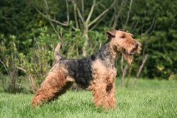 How to Keep a Welsh Terrier's Coat in Top Condition