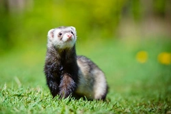 Recognising and Managing Heat Stroke in Ferrets