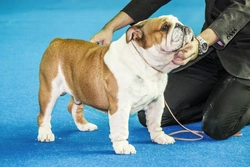 Hyperuricosuria (HUU) in Dogs: Causes, Testing & Care