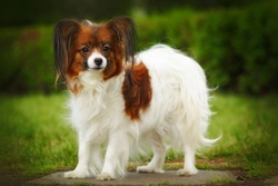 Pap-PRA1 Testing for Progressive Retinal Atrophy in Papillon Dogs