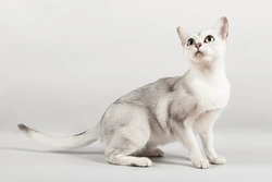 TICA Cat Shows: Friendly, Fun Feline Competitions