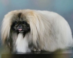 L'importanza degli Standard di razza, le origini e le variazioni