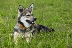 Swedish Vallhund: Discover This Ancient, Active Dog Breed
