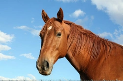 6 Common Horse Injuries and How to Care for Them
