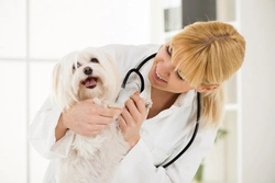 The Importance of Annual Health Checks for Dogs