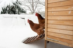 Preventing and Treating Frostbite and Frozen Comb in Chickens
