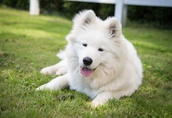 4 Really Expensive Dog Breeds: Costs & Care Explained