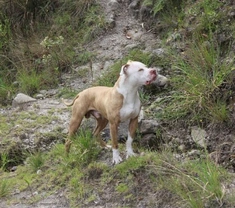 Il Pitbull nano esiste? La parola all'esperto, info e prezzi