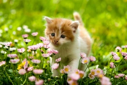 Mantén a tu Gatito Seguro: Consejos Esenciales para 2025