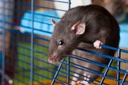 Common First Aid Scenarios for Rats and Small Pet Rodents