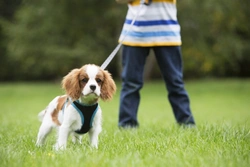 How to Teach Kids to Walk Your Dog Nicely and Safely