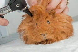 How to Treat and Prevent Ear Infections in Guinea Pigs
