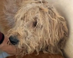 Adozioni cani: la storia di Zapotec, dolce Lagotto maltrattato