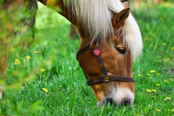 Horse Nutrition Basics: Feeding Your Horse Right This Spring