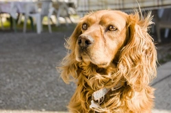 Rage Syndrome in Spaniels: Causes, Symptoms and Care
