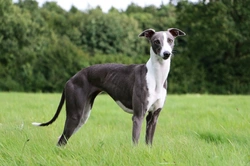 10 Things to Know About the Whippet Before You Buy One
