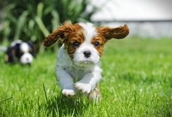 10 Things to Know Before Buying a Cavalier King Charles Spaniel