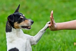 Effective Dog Training: Communicate with Whistles & Clickers