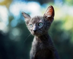 Gato Lykoi: Raza Única con Apariencia de Lobo