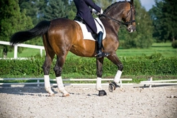 Horse Boots, Bandages or Nothing: Choosing the Best Leg Protection