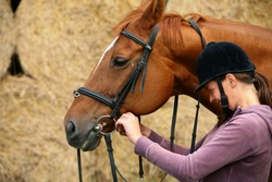 Lorinery: A Complete Guide to Horse Bits and Bitting