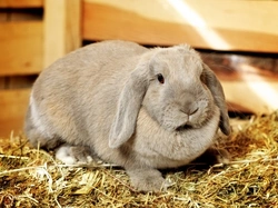 Head Tilt in Lop-Eared Rabbits: Causes, Treatment & Care