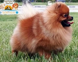 Presentazione dello Spitz Tedesco piccolo e nano