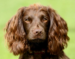 Which Spaniel Breed Best Suits Your UK Lifestyle