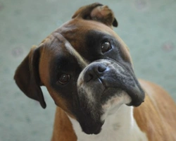 Associazioni animali: Boxer Guardians