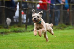 Border Terrier Training Guide: Tips for Success